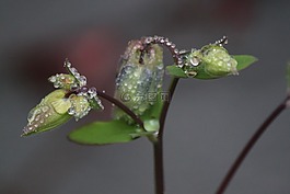 開花,宏,花園
