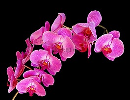 蘭花,花束,鮮花