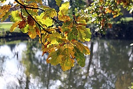秋葉,公園,水