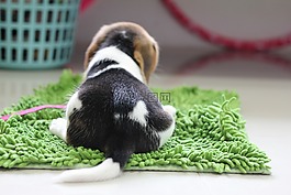 狗,小狗,小猎犬。