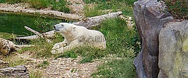 白熊,熊,動(dòng)物園