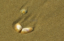 外殼,關閉,海
