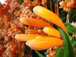 寺花,老挝,花