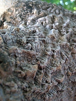 紋理,背景,木材