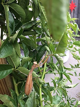 螳螂,昆虫,蜘蛛
