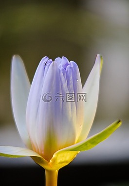 花,蓮花,美麗