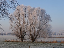 冬天,波拉德柳,雪