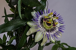 花,開花,關(guān)閉