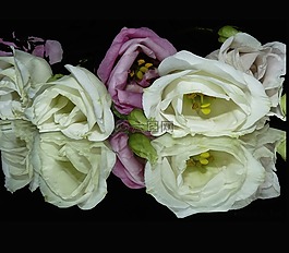 鮮花,性質(zhì),鏡子