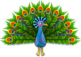 孔雀,peachick,鸟