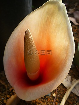 熱帶,花,盛開