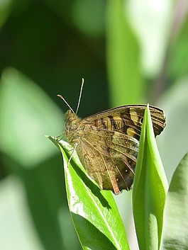 蝴蝶,pararge aegeria,布鲁斯克