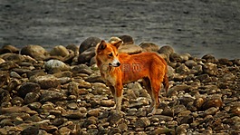 狗,野生,河