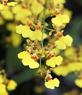 蘭花,花,開花