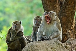 動物,猴子,浪漫