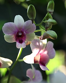 蘭花,花,開花