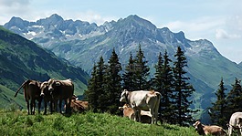 牛,山,奶牛