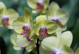 蘭花,花,開花