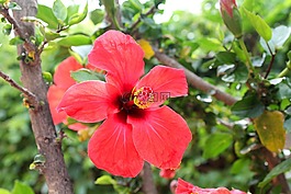 槿,中國芙蓉,中國玫瑰