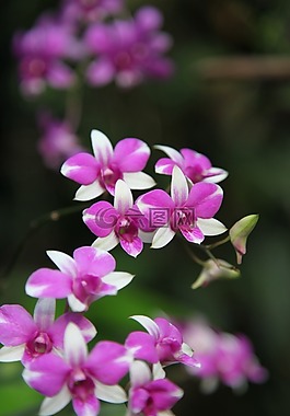 蘭花,花,開花