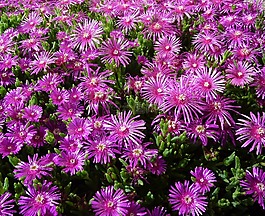 冰廠,紫色,鮮花