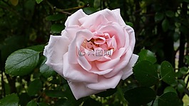 開花,玫瑰,玫瑰綻放