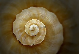 貝殼,螺旋,海