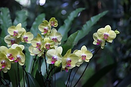 蘭花,花,開花