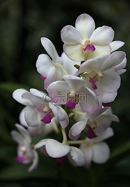 蘭花,花,開花