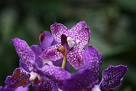 蘭花,花,開(kāi)花