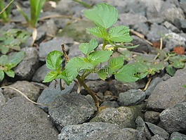 植物,水果,重兵