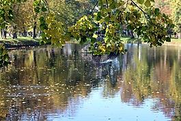 秋山,公園,水