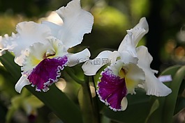 蘭花,花,開花