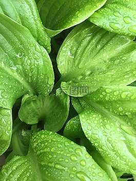 綠黨,雨后,滴