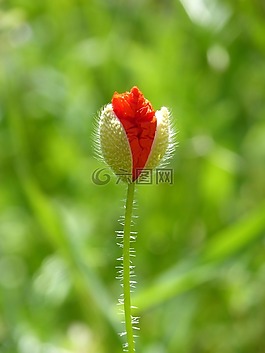 茧,罂粟,ababol