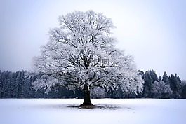 冬天,雪,弗羅斯特
