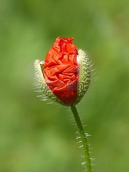 茧,罂粟,ababol