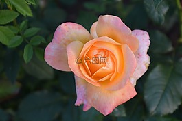 性質(zhì),花,玫瑰