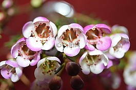 鮮花,性質(zhì),鏡子