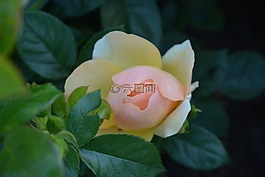 性質(zhì),花,玫瑰