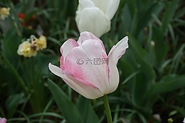 郁金香,玫瑰,春天
