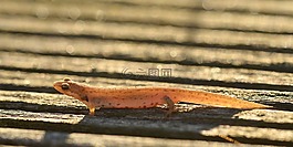 蜥蜴,兩棲動物,小