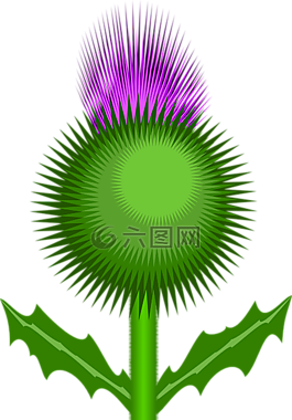 薊,花,荊棘