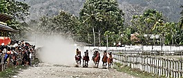 動(dòng)物,比賽,馬
