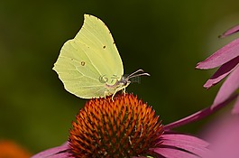 gonepteryx rhamni,蝴蝶,開(kāi)花