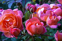玫瑰,花園玫瑰,westerland