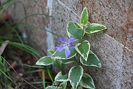 墻角,植物,墻角植物