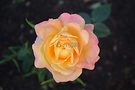 性質(zhì),花,玫瑰