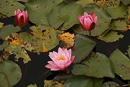 蓮花,花,葉
