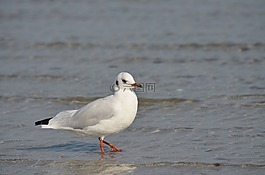 海鷗,鳥,水禽
